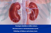Patologia rinichilor și căilor urinare. Болезни почек …...Pielonefrita acută purulentă Pielonefrita acută, infiltrat inflamator în interstiţiu şi în lumenul