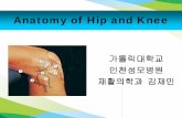 Anatomy of Hip and Kneesono.or.kr/pdf/0523-2.pdf · 2012-05-23 · • Cup-shaped acetabulum – Ilium, ischium, and pubis • Acetabular labrum – Triangular fibrocartilaginous