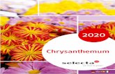Chrysanthemum · 2019-10-30 · There are also numerous varieties from Belgian chrysanthemum breeder Jolu Plant NV that have been enjoying success on many international markets. Selecta