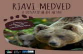 RJAVI MEDVED...Rjavi medved (Ursus arctos) je edina evropska vrsta medveda V preteklosti je . bil razširjen po celotni Evropi, danes pa ga najdemo v štirih večjih populacijah (skandinavska,