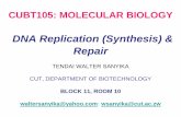 DNA Replication (Synthesis) & RepairCUBT105: MOLECULAR BIOLOGY DNA Replication (Synthesis) & Repair TENDAI WALTER SANYIKA CUT, DEPARTMENT OF BIOTECHNOLOGY BLOCK 11, ROOM 10 waltersanyika@yahoo.com;