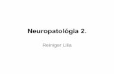 Reiniger Lilla - semmelweis.husemmelweis.hu/patologia1/files/2015/04/AOK-Neuro-2.pdf · (kereszt-reakció myelin antigénekkel) –Akut disszeminált encephalomyelitis (ADEM) –Akut