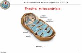 Eredita’ mitocondriale · Recent epidemiological studies confirm that pathogenic mitochondrial DNA (mtDNA) mutations are a major cause of human disease, affecting at least 1 in