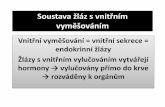 Vnitřní vyměšování = vnitřní sekrece = endokrinní žlázy Žlázy s ...zsjpesaty.cz/Sablony/inovace_Pr_A/PDF/Bartova/34... · 2012-11-28 · Soustava žláz s vnitřním