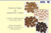 Sorter af lupin og sygdomme i lupin - orgprints.orgorgprints.org/1646/1/Sorter_og_Sygdomme_i_lupin... · • Lupin blev oprindelig anvendt som grøngødning • Højest observeret