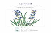Lavendel...L kleineren Anbaugebieten wächst er fast Lüberall in Mitteleuropa, den USA, Austra-lien und Japan. Doch auch Marokko ist ein Lavendel-Land, wo gerade in den Gebirgen viele