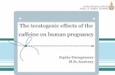 The teratogenic effects of the caffeine on human pregnancyiw.vet.psu.ac.th/ge/Docs/plan/web%20plan/KM/... · Caffeine The effects of the caffeine in case reported 1. low birth weight