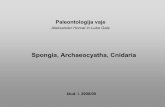 Spongia, Archaeocyatha, Cnidaria - Študentski.net · Phylum Porifera (spužve) - mnogocelični organizmi, a sestojijo iz majhnega števila vrst celic, ki niso organizirane v tkiva,