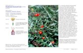 RUSCUS ACULEATUS Linneo - Cooksonia Aculeatus.pdf · 2017-04-14 · RUSCUS ACULEATUS Linneo SINONIMO: NOME COMUNE: Pungitopo, Ruscolo, Brusco E’ un piccolo arbusto sempreverde con