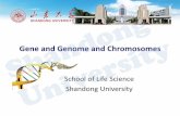 Gene and Genome and Chromosomes - Shandong University · Operon is complete unit of bacterial gene expression and regulation, including structural genes, regulator genes, and control