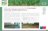 2016 Pasos para producir Verde Hidropónico Forraje forrajesbiblioteca.inia.cl/medios/biblioteca/FichasT/NR40515.pdf · Cuarto día: Distribuir los germinados en las bandejas y colocarlas