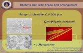 Bacteria Cell Size Shape and Arrangement Range of diameter ...t2050107/link/All Course/biodiver/biodivpdf/monera_II.pdf · กลุ มจุลินทรีย แหล งคาร