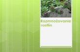 Rozmnožovanie rastlínfiles.gvarza-biokvinta.webnode.sk/200000056-845f28556c/Rozmnozovanie... · u krytosemenných rastlín: Po opelení peľové zrnko je prenesené k vajíčku