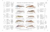 SPECIES OF ONTARIO CRAYFISH · Crayfish are our largest freely-mobile invertebrate animal. They consume a wide variety of foods, and are eaten by a great diversity of other animals.
