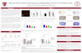 Role of β-adrenoreceptor partial agonist in ...med.stanford.edu/content/dam/sm/sbfnl/documents/news/sfN2016-ischemic-stroke-poster.pdfOur results suggest that mild activation of β1-adrenoreceptors