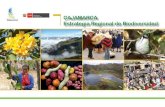 CAJAMARCA Estrategia Regional de Biodiversidad · ¿CÓMO SE HIZO LA ESTRATEGIA? La Estrategia Regional de Biodiversidad de Cajamarca ha sido elaborada en el marco de la Estrategia