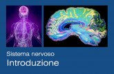 Sistema nervoso Introduzione - unige.it · 2016-11-17 · Immagine tratta da: Neuroanatomia, Fitzgerald, Folan-Curran, Antonio Delﬁno Editore, IV Edizione 2003 5 mesi 2 anni Immagine