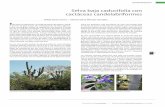 Selva baja caducifolia con cactáceas …...“Zona Seca de Yucatán” (Espadas y otros, 2003). Además, en este tipo de selva se presentan algunas especies enlista-das en la NOM-059-ECOL-2001
