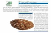Pinus pinea esp - INIA - Instituto Nacional de …...Pinus pinea se distribuye de manera discontinua por el norte y este de la región mediterránea, desde Portu-gal hasta Siria, así