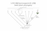 나자식물(Gymnosperm)의관찰 Seed plant phylogeny · 2012-03-16 · 관찰분류군 1. 소나무 Pinus densiflora Siebold & Zucc. 2. 리기다소나무 Pinus rigida Mill. 3.
