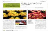 Cultivo de Primula vulgaris · 2009-12-18 · flores de grandes dimensiones y gran resistencia a las temperaturas. Cultivo de Primula vulgaris ... mallas -tanto extruídas como tejidas-,