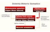 Sistema Motorio Somatico - Unife · Sistema Motorio Somatico Muscolo scheletrico Pathway finale comune Motoneurone inferiore (Lower Motor Neuron) Motoneurone superiore (Upper Motor