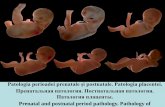 Prenatal and postnatal period pathology. Pathology of ... · Patologia perioadei prenatale și postnatale. Patologia placentei. Пренатальная патология. Постнатальная