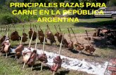 PRINCIPALES RAZAS PARA CARNE EN LA REPÚBLICA ARGENTINAwpweb/carne/wp-content/uploads/... · 2017-04-07 · la raza holando argentino para la producciÓn de carne desventajas * elevados