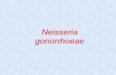 Neisseria gonorrhoeae€¦ · Circa 1/3 dei pazienti infettati da Neisseria gonorrhoeae sono contemporaneamente infettati da Chlamydia trachomatis !Se si tratta il paziente solo per