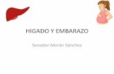 HIGADO Y EMBARAZO - digestivomurcia · HIGADO Y EMBARAZO Senador Morán Sánchez . ENFERMEDADES HEPATICAS EN EN EMBARAZO . ENFERMEDADES PREVIAS . VHB Y EMBARAZO INFECCION AGUDA •