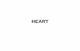 HEART - Masarykova univerzita · Ostium trunci pulmonalis –valva trunci pulmonalis ... SKELETON OF THE HEART Anulus fibrosus dexter, sinister, aorticus, trunci pulmonalis Trigonum