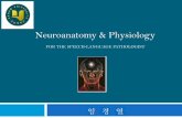 Neuroanatomy & Physiology - KOCWcontents.kocw.net/KOCW/document/2015/honam/limkyoungyuel/... · 2016-09-09 · 1. The Central Nervous System: Brain Your brain is three pounds of tofu-like