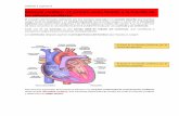 Músculo cardíaco: el corazón como bomba y la función de ... · por muchas células individuales conectadas entre sí en serie y en paralelo. En cada uno de los discos intercalados