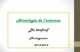 Histologie de l’estomac - الموقع الأول للدراسة في الجزائرuniv.ency-education.com/uploads/1/3/1/0/13102001/histo2...Histologie de l’estomac Dr kerfouf