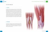 ROTURA FIBRILAR - La Boutique de la Salud · el menisco medial, siendo esta una lesión clásica en la rodilla. Un choque frontal sobre la rodilla o un movimiento de hiperextension