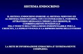SISTEMA ENDOCRINO - Università degli Studi di Perugia Didattico/Corso_di... · 2019-07-16 · sistema endocrino il sistema endocrino insieme al sistema nervoso ed al sistema immunitario,