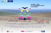 Caballos salvajes de Galicia - Life in Common Land · Un año de seguimiento de las mana-das de caballos salvajes con collares GPS. En junio se cumple un año desde que comenzamos