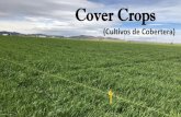 Cover Crops - fz.uach.mxfz.uach.mx/util/2018/04/12/3. EXPERIENCIA DE... · Preguntas… Cornelio Reimer Wall Cel: 625 589 0633 E-mail: hacienda2005@Gmail.com