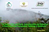 ”La Selva Alta del Perú, Introducción de Especies y ...repositorio.inia.gob.pe/bitstream/inia/373/1/Ricse-La_selva_alta_del... · 1. Pinus oocarpa Belice M. P. Rid. 11/74 2. Pinus