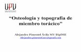 “Osteología y topografía de miembro torácico” comunidadanato/DrAPimentel/UPV_Osteo...CÍNGULO MIEMBRO TORÁCICO: Escápula.Equino • Canino misma proporción de fosa infra