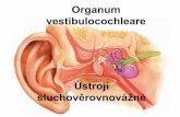 Organum vestibulocochleare · • Dvě jamky: –Recessus utriculi (ellipticus) – obsahuje část blanitého vestibula (utriculus) –Recessus sacculi (sphaericus) – obsahuje