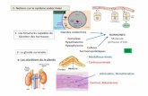 C-Notions sur le système endocrinien - CanalBlog · Système nerveux Informations véhiculées par influx nerveux le long des nerfs Système endocrinien Informations véhiculées