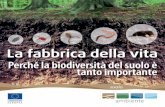 Perché la biodiversità del suolo è tanto importanteec.europa.eu/environment/archives/soil/pdf/soil... · 8 La fabbrica della vita La principale attività della fabbrica della vita