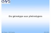 Du génotype aux phénotypesperso.crans.org/epalle/M1/Bio/Biologie/Genotype.pdf · 2014-04-01 · Crick, Watson et Wilkins - Hélice à double brins antiparallèles - Appariement