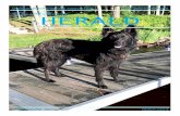 AMERICAN DUTCH SHEPHERD ASSOCIATION JULY 2015 NEWSLETTER ... · 11:00 Junior Showmanship Competition Begins 11:35am Rally Obedience Trial begins for those entered. (Ring 10) 12:30