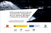 Guía interpretativa de los ecosistemas anquialinos de Los ...€¦ · Guía interpretativa de los ecosistemas anquialinos