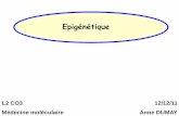 Epigénétique - L2 Bichat 2011-2012 · 2018-10-13 · 12/12/11 Anne DUMAY L2 CO3 Médecine moléculaire. I-Introduction et définitions a) génétique / épigénétique b) chromatine