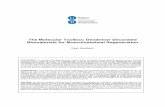 The Molecular Toolbox: Dendrimer Decorated Biomaterials ...diposit.ub.edu/dspace/bitstream/2445/66352/1/... · The Molecular Toolbox: Dendrimer Decorated Biomaterials for Musculoskeletal