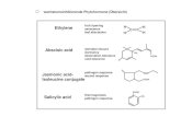 EntBiol-VO12 WS 13 14 [Kompatibilitätsmodus]plantdev.bio.wzw.tum.de/fileadmin/media/pptLecture... · wachstumsinhibierende Phytohormone (Übersicht) Ethylene fruit ripening senecence