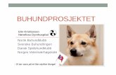 BUHUNDPROSJEKTET · 2020-03-18 · Norsk Buhund – fakta/historikk • En av de 7 norske rasene • Røtter tilbake til første bosettinger og vikingtiden • Bu (stad) – hund: